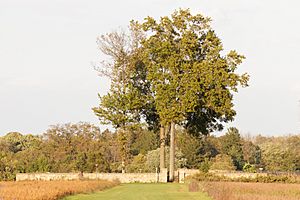 Schenck-Covenhoven Burial Yard