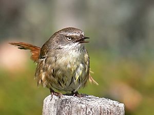 Scrub wren female Vocalising444