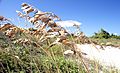 Sea oats-01