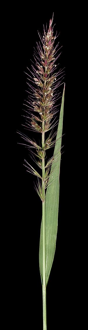 Setaria dielsii (7596864104).jpg