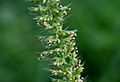 Setaria verticillata W IMG 1084