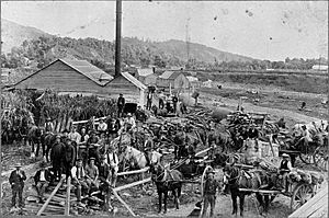 Stansells' flaxmill, waikanae