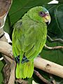 Stavenn Amazona albifrons 00