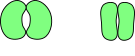 Stomata opened and closed unlabelled