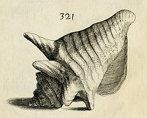 Strombus gigas type