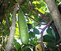 Tecomanthe Speciosa Seed Pod