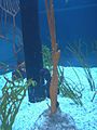 The Seas with Nemo & Friends 047 47