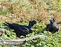 Thick-billed Raven Courtship, Simien Mountains, Ethiopia (2458683326)