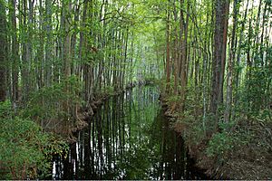 Tree Canopy Water Boat Trail