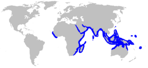 Urogymnus asperrimus rangemap.png