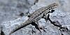 Big Bend tree lizard (Urosaurus ornatus schmidti), in situ, Culberson County, Texas