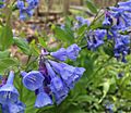 Virginia Bluebells at Rocky River