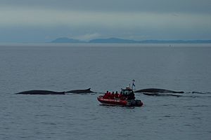 Whale watching Tadoussac 11