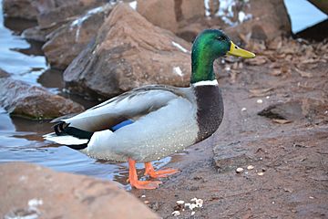 Wildlife near Lake Bowen