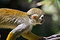 ZooSquirrelMonkey