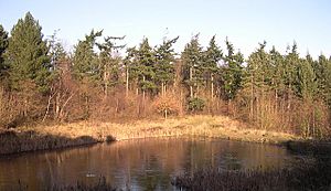 A Woodland Lake, Bourne Wood - geograph.org.uk - 52904