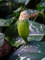 Aglaonema costatum 003