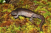 Ambystoma barbouri 1.jpeg