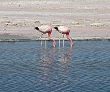 Andean flamingos