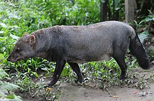 Atelocynus microtis en amazonie péruvienne