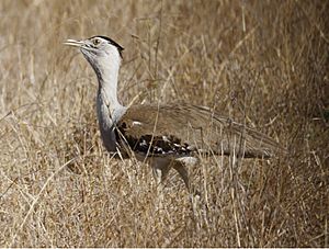 Australian Bustard 3