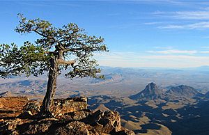 Big Bend Texas