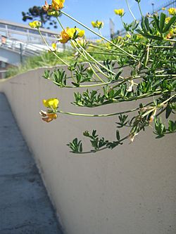 Birdfoot trefoil 29.jpg