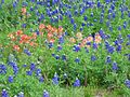 Bluebonnets 28-Mar-2013