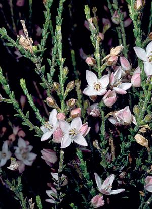 Boronia baeckeacea.jpg