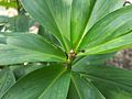 Bud of Cheilocostus speciosus