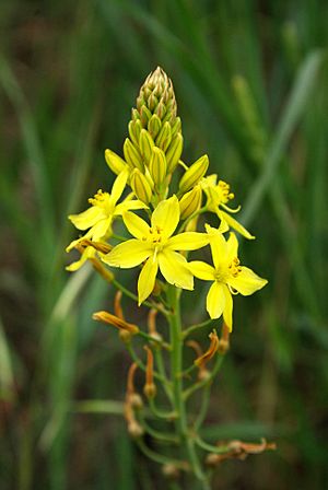 Bulbine bulbosa flower.jpg