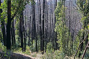 Bushfire damage