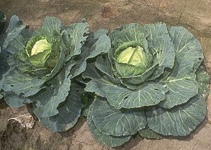 Cabbage