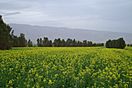 Canola field in Alamarvdasht مزرعه کلزا - panoramio.jpg