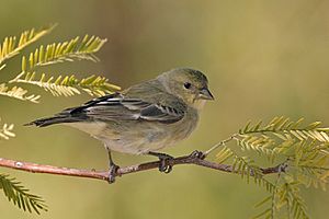 Carduelis psaltria female