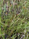 Carex chordorrhiza Oulu, Finland 12.06.2013.jpg