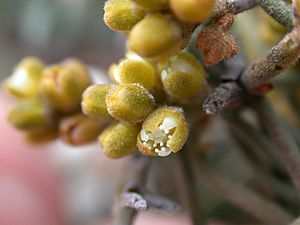 Cassythapubescens flower