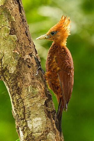 Chestnut-coloured Woodpecker.jpg