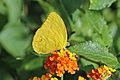 Cloudless sulphur (Phoebis sennae marcellina)