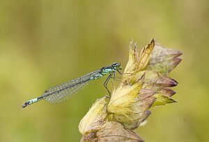 Coenagrion armatum.jpg