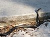 Coluber constrictor priapus.jpg