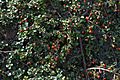 Cotoneaster adpressus GotBot 2015 001