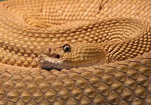 Crotalus-basiliscus-basiliskenklapperschlange.jpg