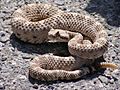 Crotalus cerastes mesquite springs CA-2