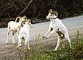 Dall Sheep Rams (5301124017)