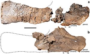 Diamantinasaurus scapula