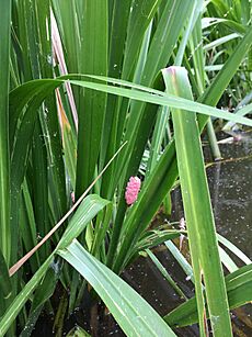 Egg mass