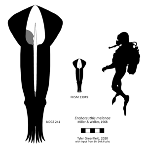 Enchoteuthis reconstruction