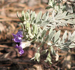 Eremophila bowmanii.jpg