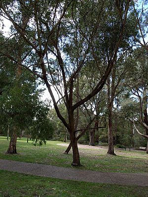 Eucalyptus blaxlandii.jpg